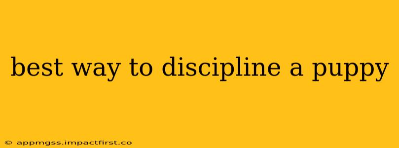 best way to discipline a puppy
