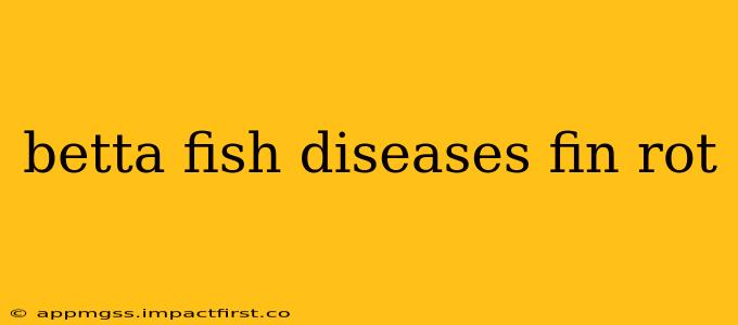 betta fish diseases fin rot