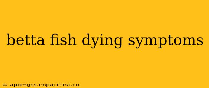 betta fish dying symptoms