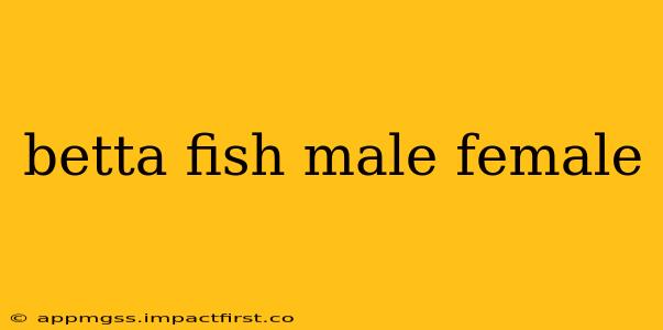 betta fish male female