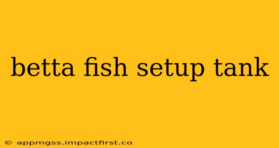betta fish setup tank