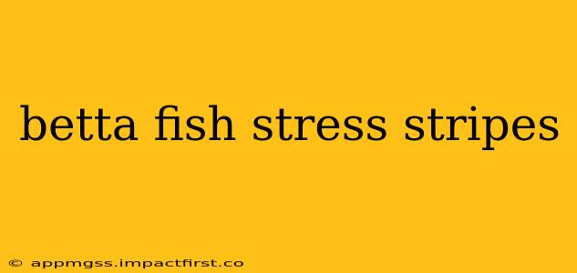 betta fish stress stripes
