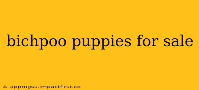 bichpoo puppies for sale
