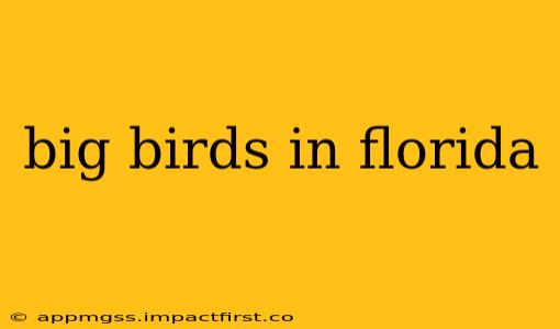 big birds in florida