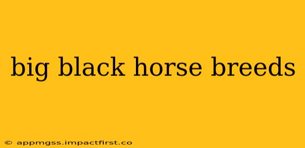 big black horse breeds