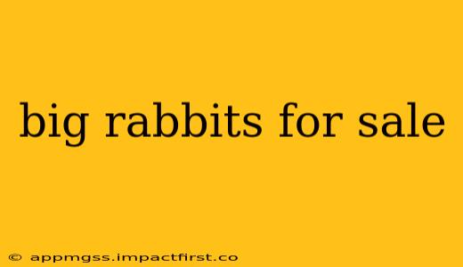 big rabbits for sale