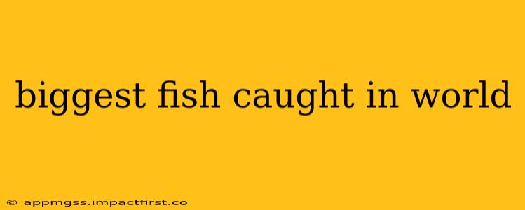 biggest fish caught in world
