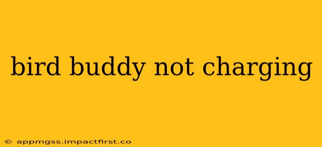 bird buddy not charging