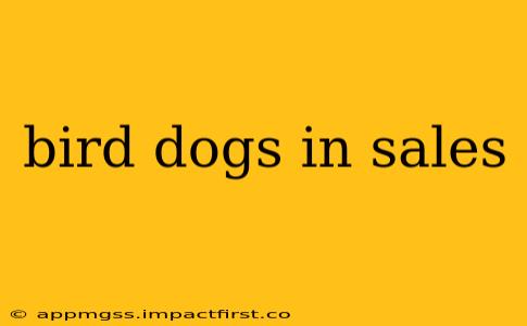 bird dogs in sales