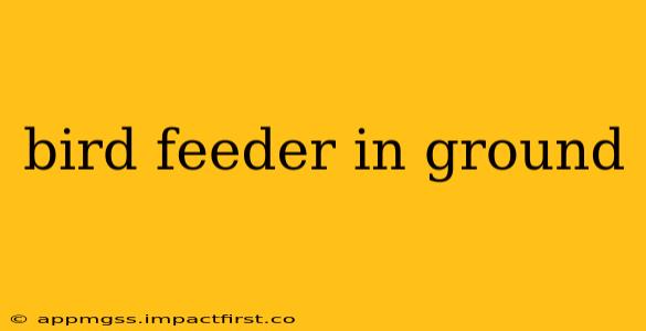 bird feeder in ground
