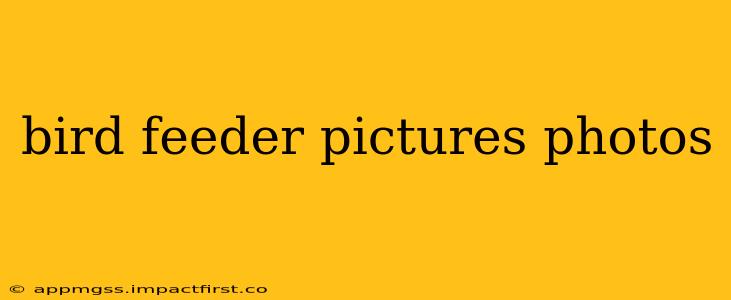 bird feeder pictures photos