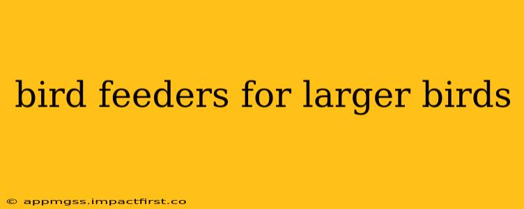 bird feeders for larger birds