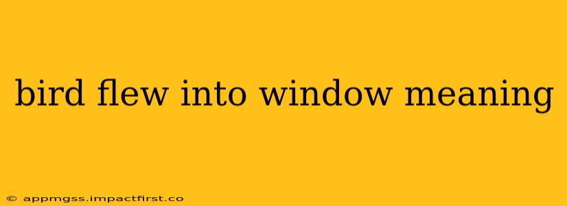 bird flew into window meaning