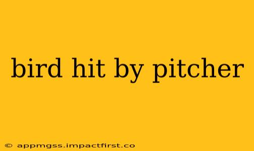 bird hit by pitcher