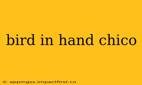 bird in hand chico