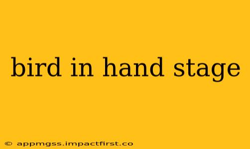 bird in hand stage