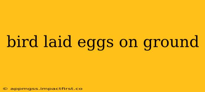 bird laid eggs on ground