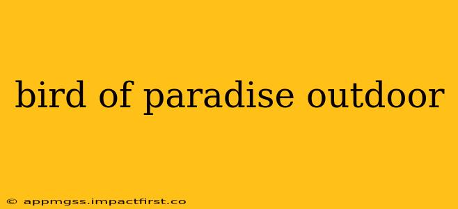 bird of paradise outdoor