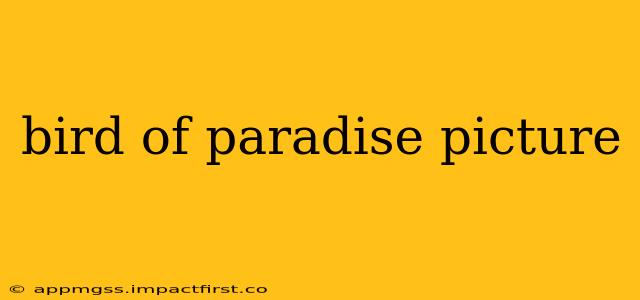 bird of paradise picture