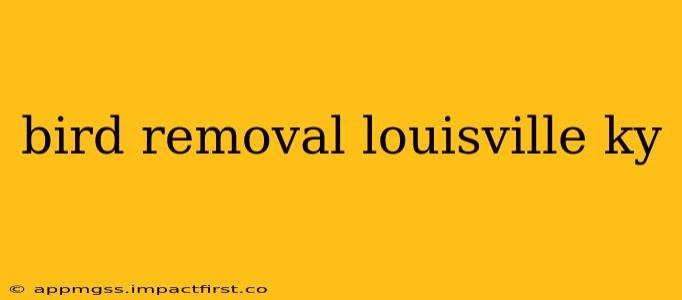 bird removal louisville ky