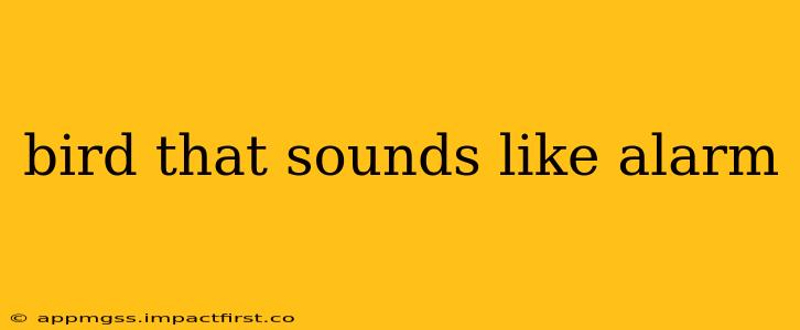 bird that sounds like alarm