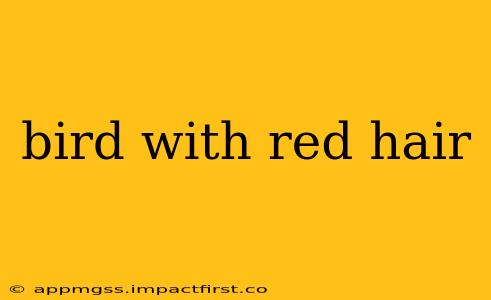 bird with red hair