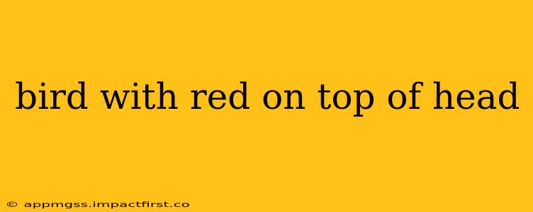 bird with red on top of head