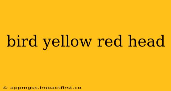 bird yellow red head