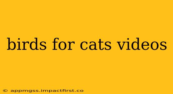 birds for cats videos