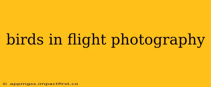 birds in flight photography
