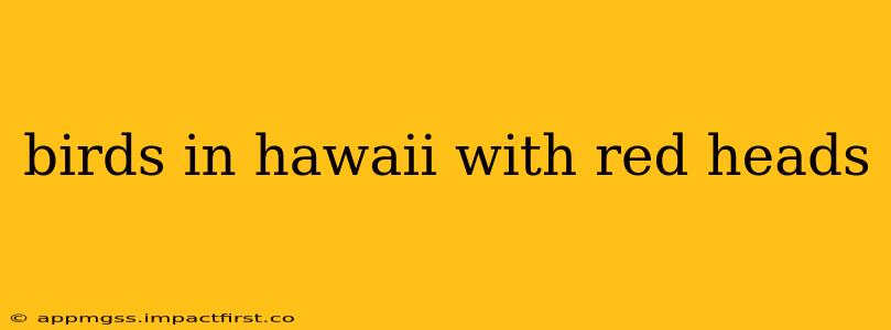 birds in hawaii with red heads