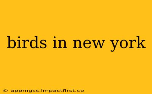 birds in new york