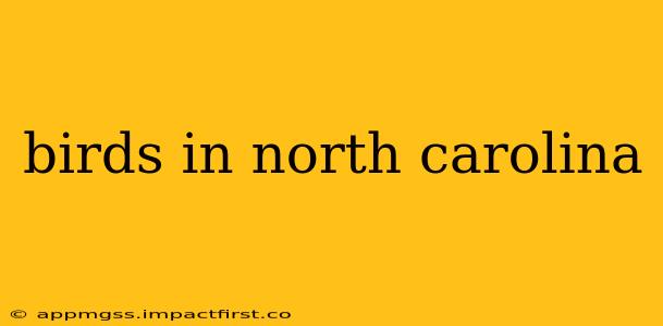 birds in north carolina