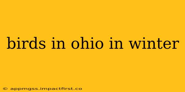 birds in ohio in winter