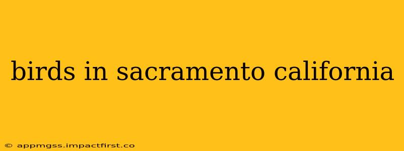 birds in sacramento california