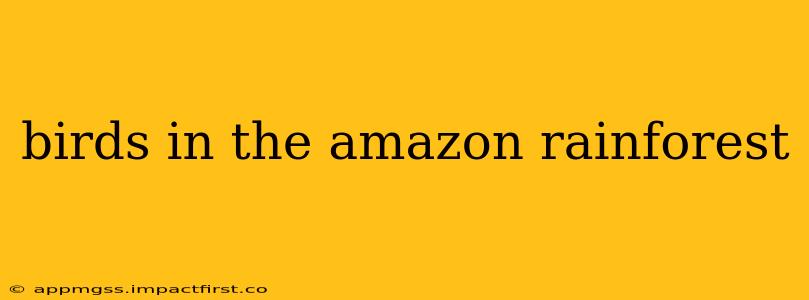 birds in the amazon rainforest