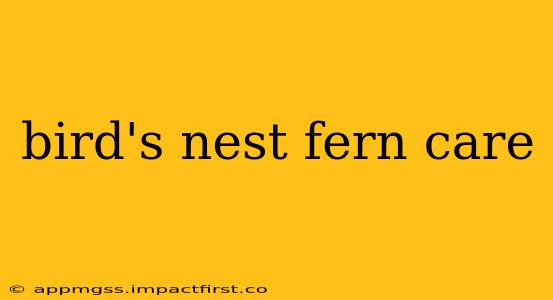 bird's nest fern care