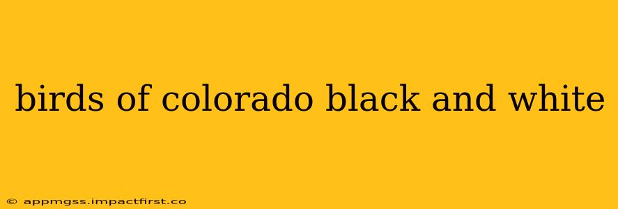 birds of colorado black and white