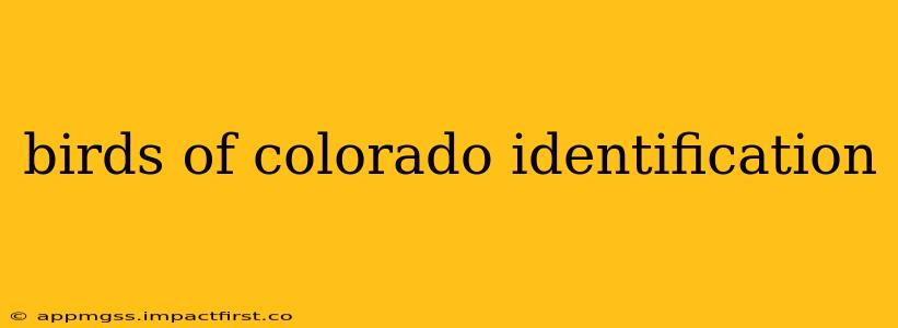 birds of colorado identification