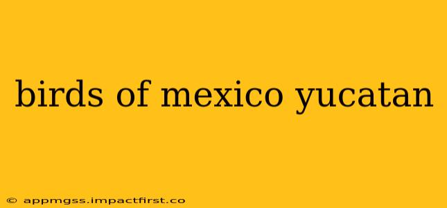 birds of mexico yucatan