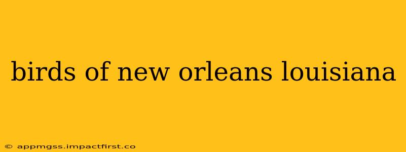 birds of new orleans louisiana