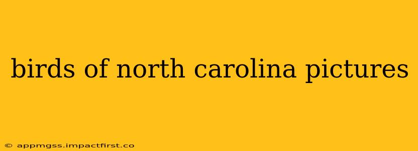 birds of north carolina pictures