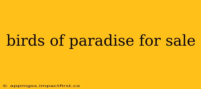 birds of paradise for sale