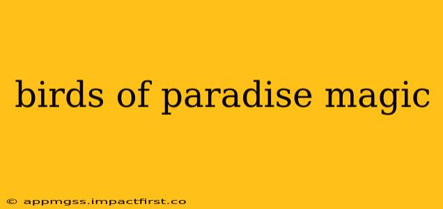 birds of paradise magic
