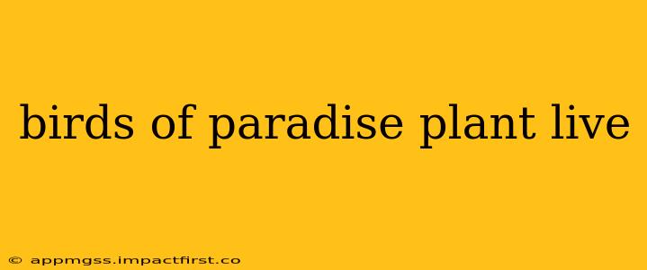 birds of paradise plant live