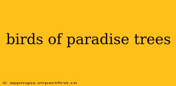 birds of paradise trees