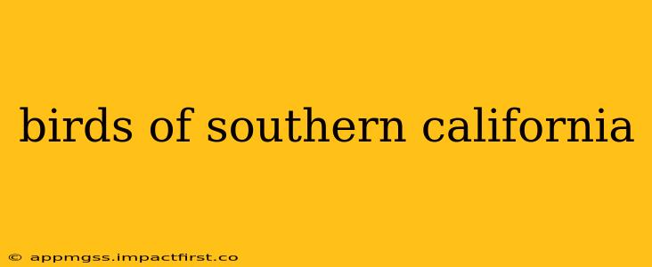 birds of southern california