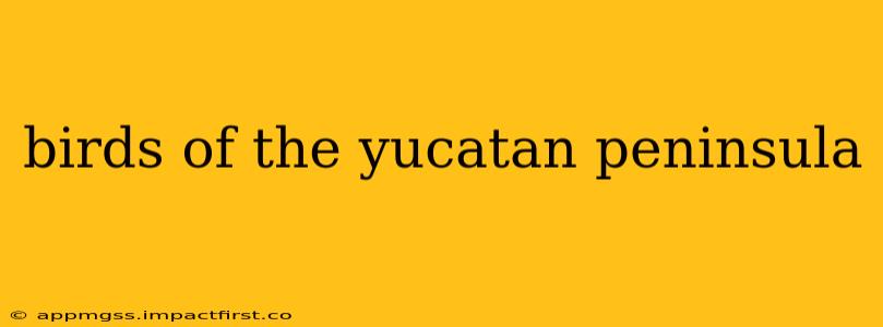 birds of the yucatan peninsula