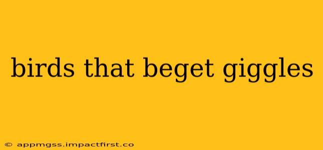 birds that beget giggles