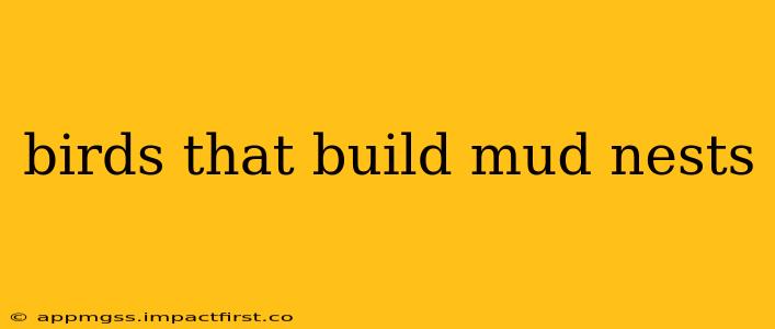birds that build mud nests